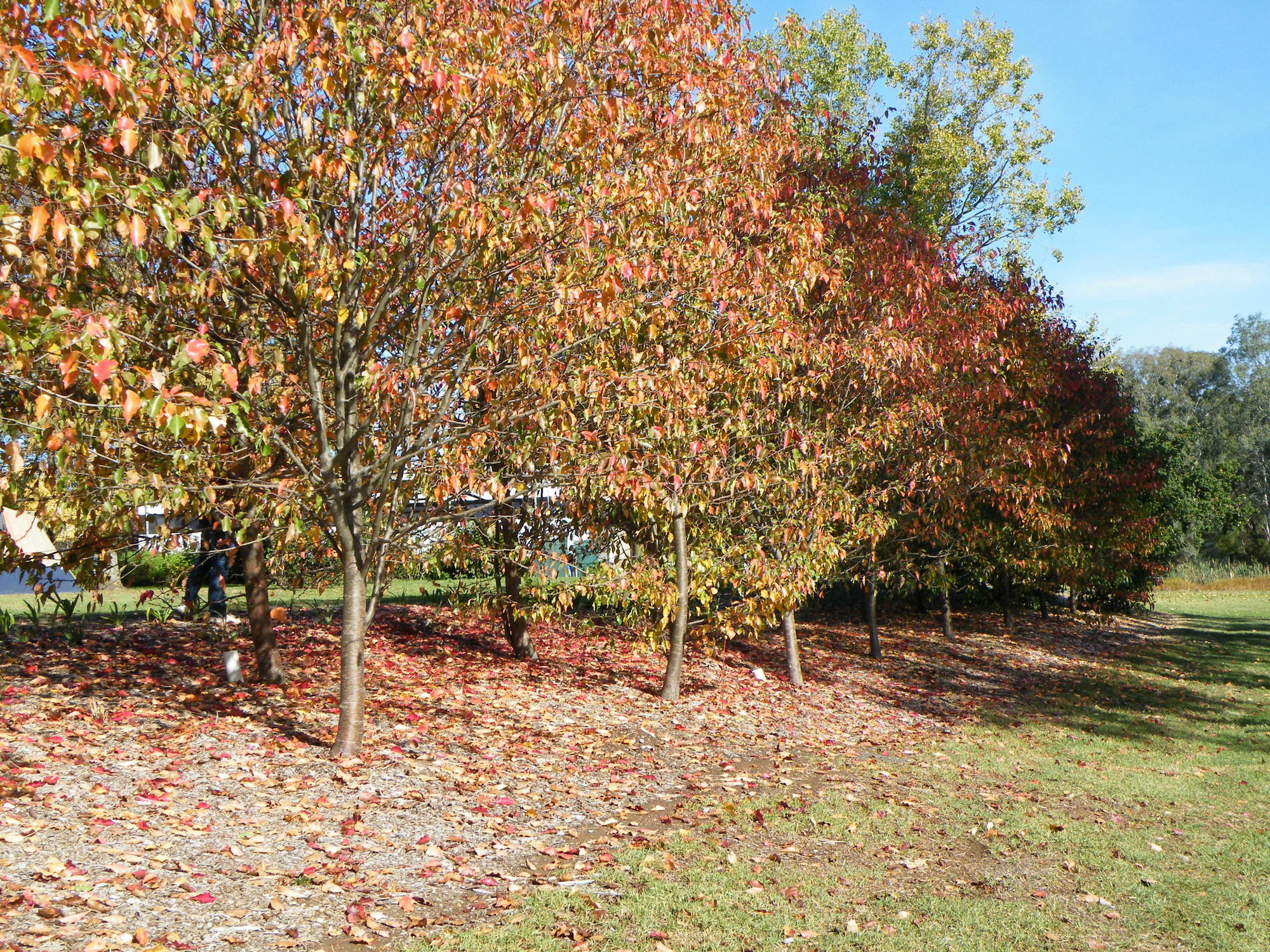 Lake Hamilton Motor Village And Caravan Park Exterior foto